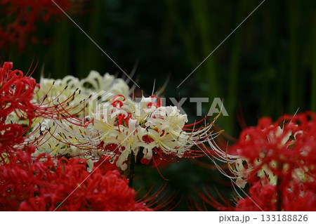 情熱の花 133188826