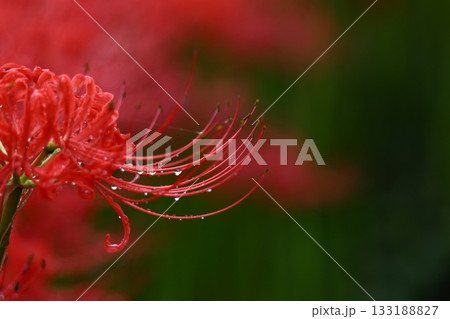 情熱の花 133188827