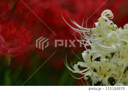 情熱の花 133188870