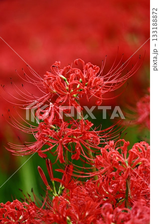 情熱の花 情熱の花 133188872
