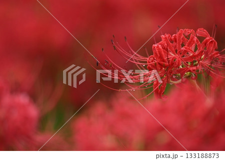 情熱の花 情熱の花 133188873