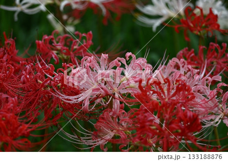 情熱の花 133188876