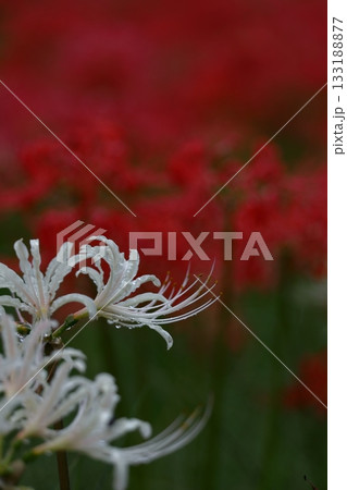 情熱の花 133188877