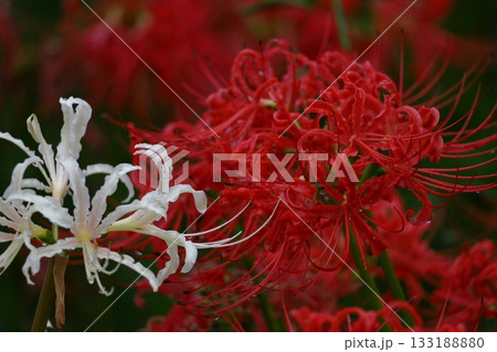 情熱の花 情熱の花 133188880