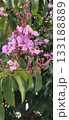 Close-up of a branch with flowers and buds of the crape myrtle shrub (Lagerstroemia indica), with foliage in the blurred background. 133188889