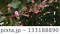 Close-up of a branch with flowers and buds of the crape myrtle shrub (Lagerstroemia indica), with foliage in the blurred background. 133188890