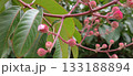 Close-up of a branch with flowers and buds of the crape myrtle shrub (Lagerstroemia indica), with foliage in the blurred background. 133188894