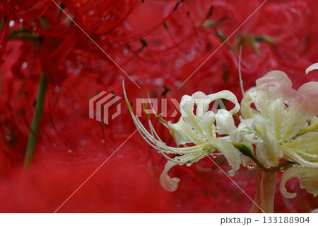 情熱の花 情熱の花 133188904