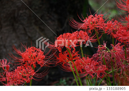 情熱の花 情熱の花 133188905