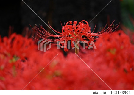 情熱の花 情熱の花 133188906