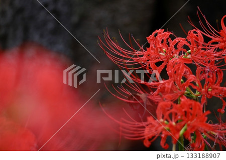 情熱の花 133188907