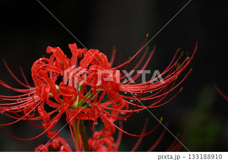 情熱の花 情熱の花 133188910