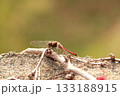 枝にとまる赤とんぼ 133188915