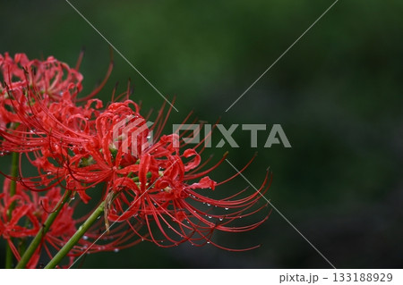 情熱の花 133188929