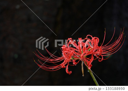 情熱の花 133188930