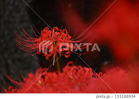 情熱の花 情熱の花 133188934