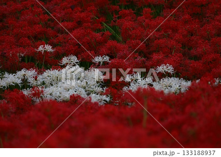 情熱の花 情熱の花 133188937