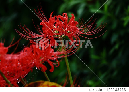 情熱の花 情熱の花 133188938
