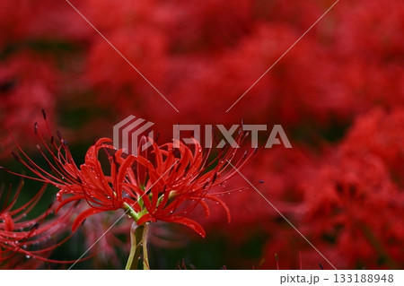 情熱の花 133188948