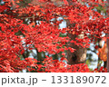 真っ赤に色付いた紅葉 133189072