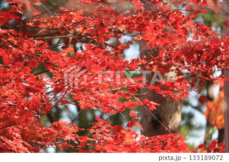 真っ赤に色付いた紅葉 133189072