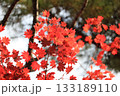 真っ赤な紅葉 133189110