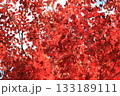 真っ赤なもみじ 133189111