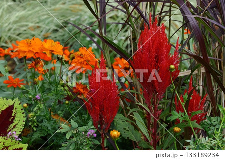 燃え上がる炎の花 133189234