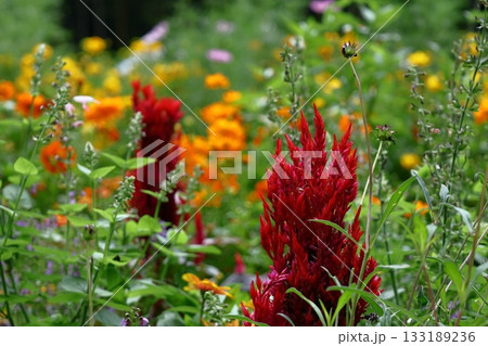 燃え上がる炎の花 133189236