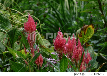 燃え上がる炎の花 133189237