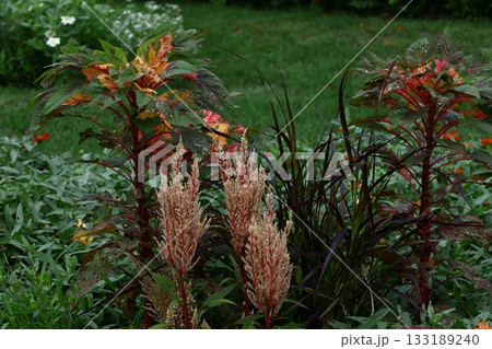 燃え上がる炎の花 燃え上がる炎の花 133189240