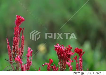 燃え上がる炎の花 燃え上がる炎の花 133189248