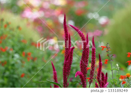 燃え上がる炎の花 133189249