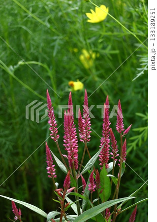 燃え上がる炎の花 133189251