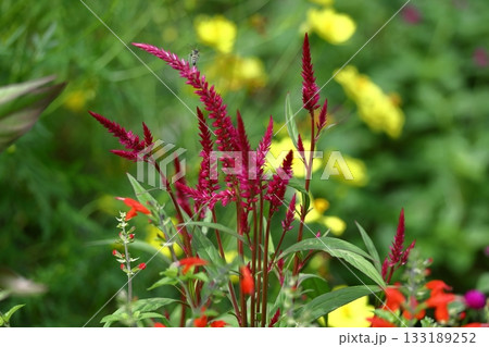 燃え上がる炎の花 133189252