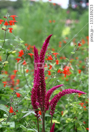 燃え上がる炎の花 燃え上がる炎の花 133189253