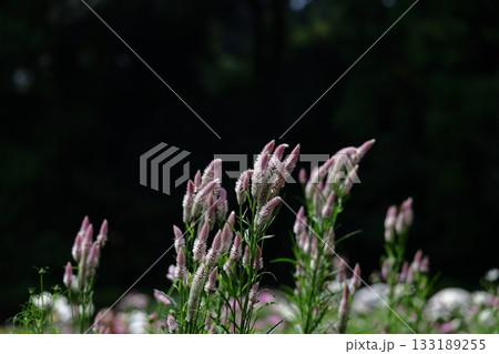 燃え上がる炎の花 燃え上がる炎の花 133189255