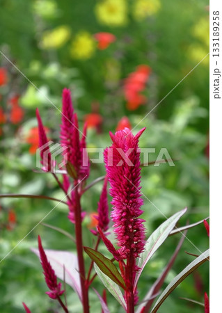 燃え上がる炎の花 燃え上がる炎の花 133189258