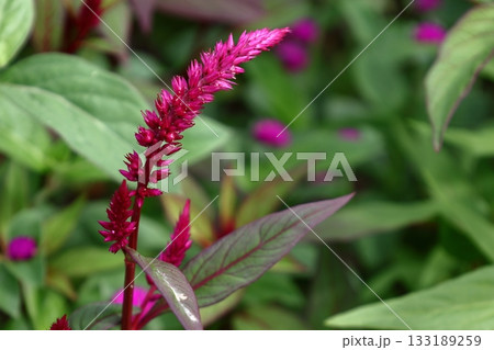 燃え上がる炎の花 133189259