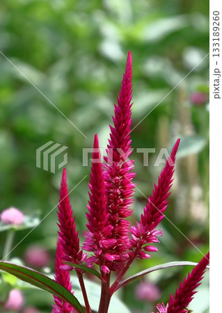 燃え上がる炎の花 燃え上がる炎の花 133189260