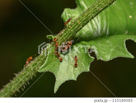 Red ants graze a large group of aphids on the stem of a flowering shrub 133189383