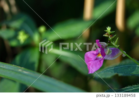 ほら貝に似た花 133189458