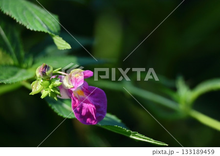 ほら貝に似た花 ほら貝に似た花 133189459