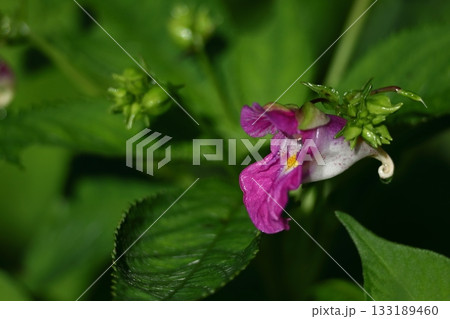 ほら貝に似た花 133189460