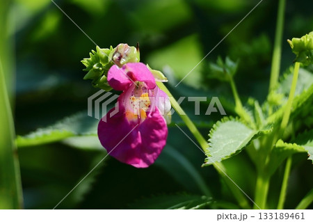 ほら貝に似た花 ほら貝に似た花 133189461