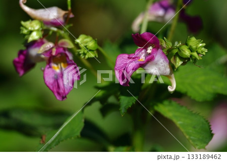 ほら貝に似た花 ほら貝に似た花 133189462