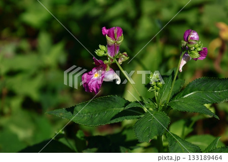 ほら貝に似た花 133189464