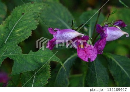 ほら貝に似た花 ほら貝に似た花 133189467