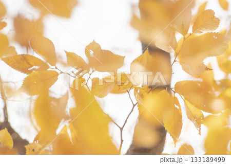 Dreamy Autumn Maple Bokeh Background Dreamy Autumn Maple Bokeh Background 133189499