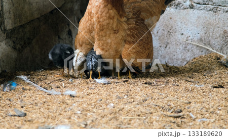 In a cozy farm barn a mother hen shields her chicks beneath her wings The fluffy chicks peek out finding safety and warmth In a cozy farm barn a mother hen shields her chicks beneath her wings The fluffy chicks peek out finding safety and warmth 133189620